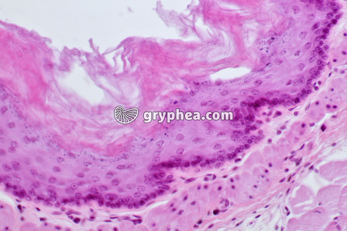 Oesophage Rat x100 - gryphea.com